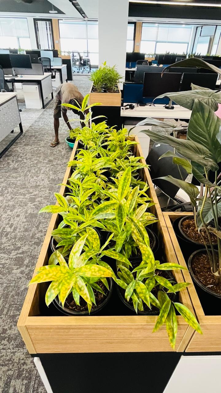 Indoor Plant Project 10